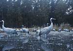 uraw - grus grus