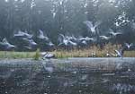uraw - grus grus