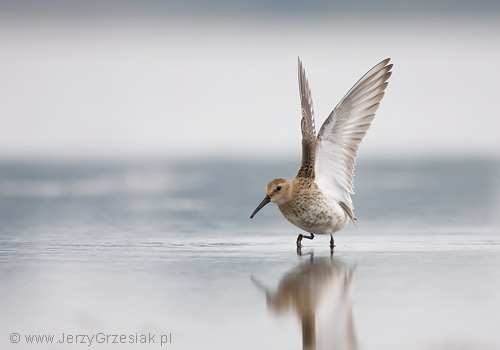 Biegus zmienny - Calidris alpina