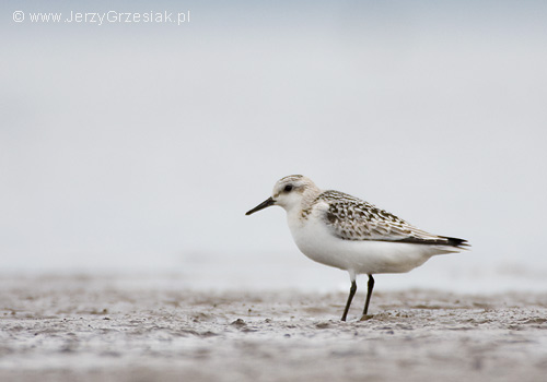 Piaskowiec - Calidris alba