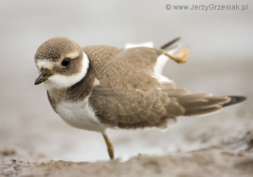 sieweczka obrozna - Charadrius hiaticula