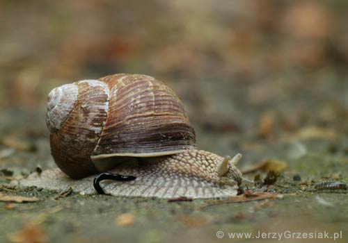 Winniczek - Helix pomatia