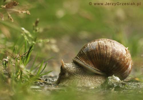 Winniczek - Helix pomatia