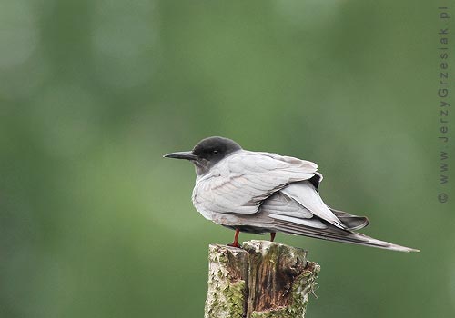 Rybitwa czarna - Chlidonias niger