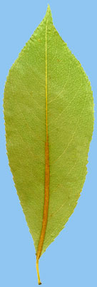 Czeremcha pna - Prunus serotina