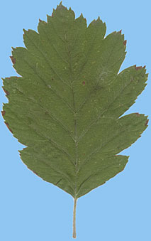 Jarzb szwedzki - Sorbus intermedia