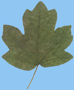 Klon polny - Acer campestre