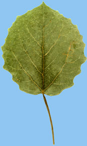 Topola osika - Populus tremula