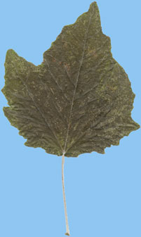 Topola biaa - Populus alba