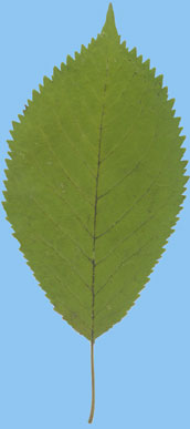 Winia ptasia - Prunus avium