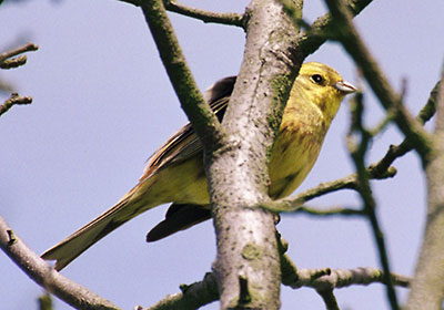 Trznadel - Emberiza citrinella