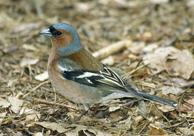 Ziba - Fringilla coelebs