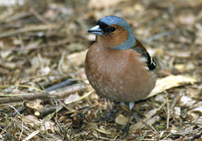 Ziba - Fringilla coelebs