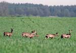 Rodzinka  (Caproelus caproelus)