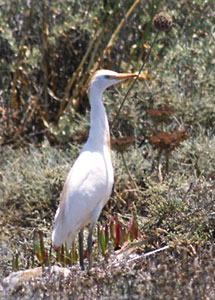 Czapla zotawa - Bubulcus ibis