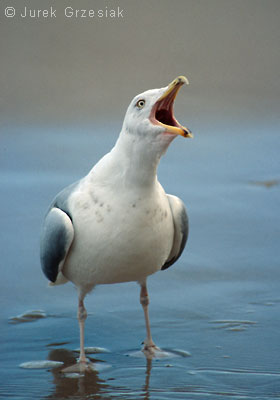 Mewa srebrzysta - Larus argentatus