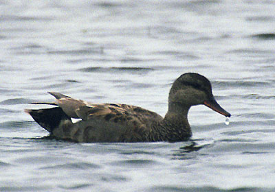 Krakwa - Anas strepera Krakwa - Anas strepera