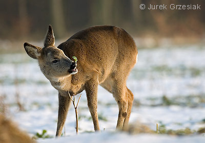 Sarna - Capreolus capreolus