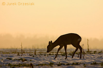 Sarna o zachodzie słońca Sarna o zachodzie słońca