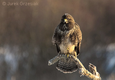 Myszow - Buteo buteo