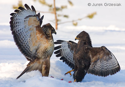 Myszow - Buteo buteo