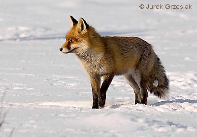 Lis - Vulpes vulpes