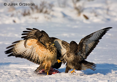 Myszow - Buteo buteo