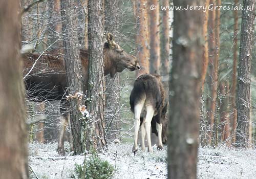 o - Alces alces