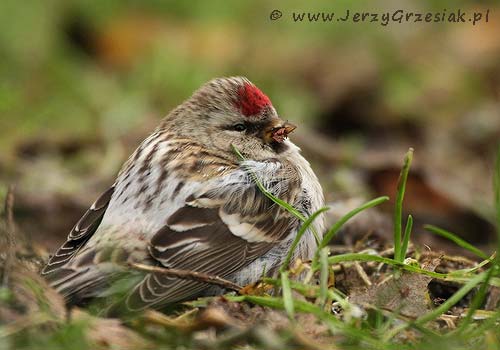 Czeczotka Czeczotka - Carduelis flammea
