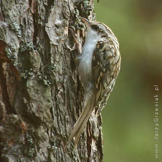 pezacz leny - certhia familiaris