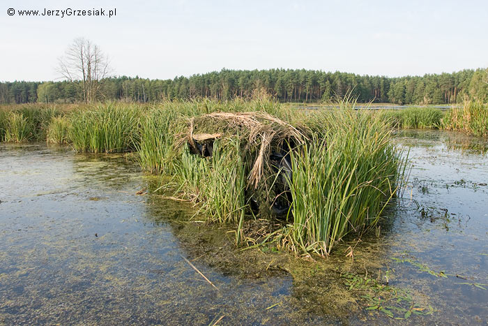 czatownia do fotografowania urawi
